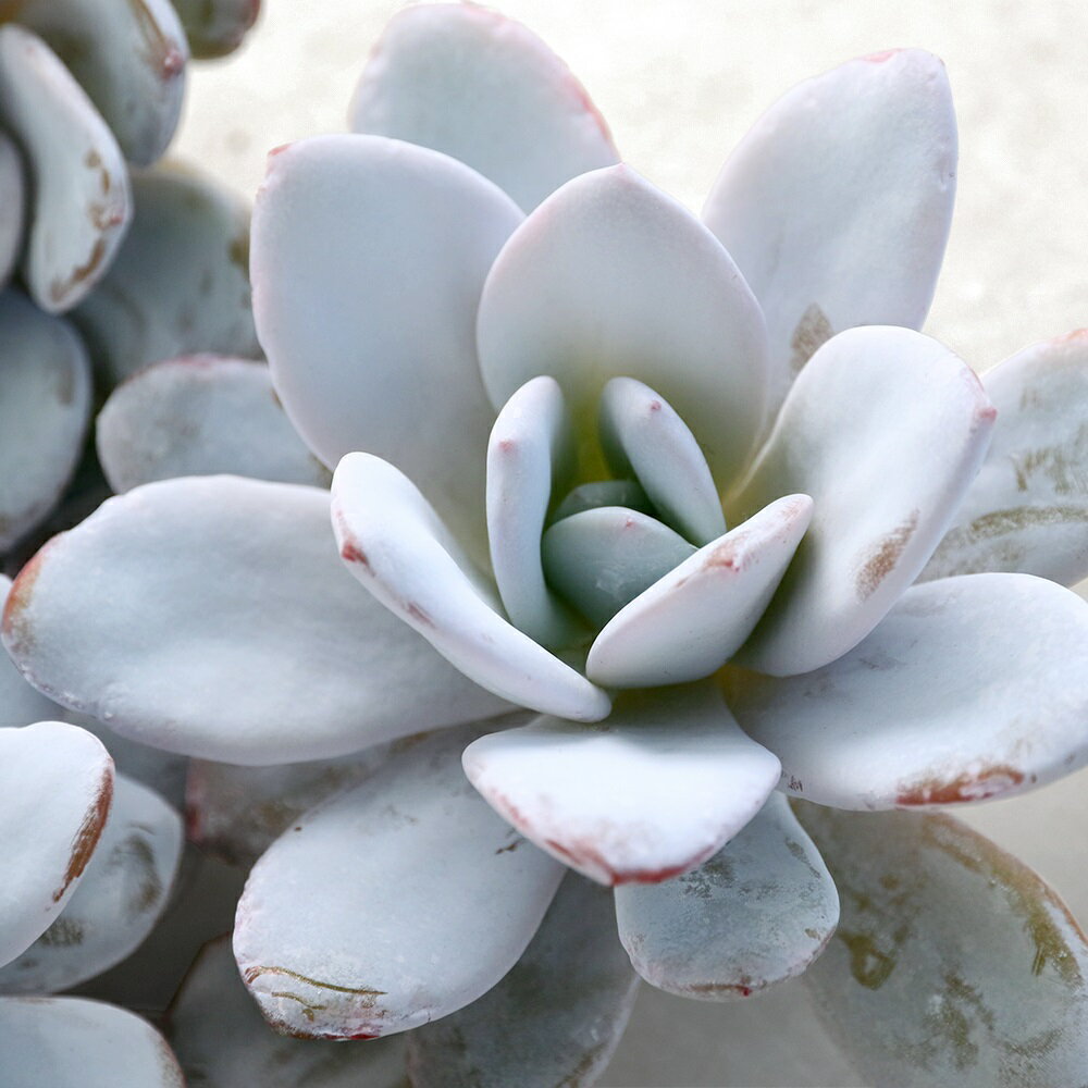 （観葉植物）カット苗　韓国苗　エケベリア　ラウイ（1株）　発根管理中のサムネイル