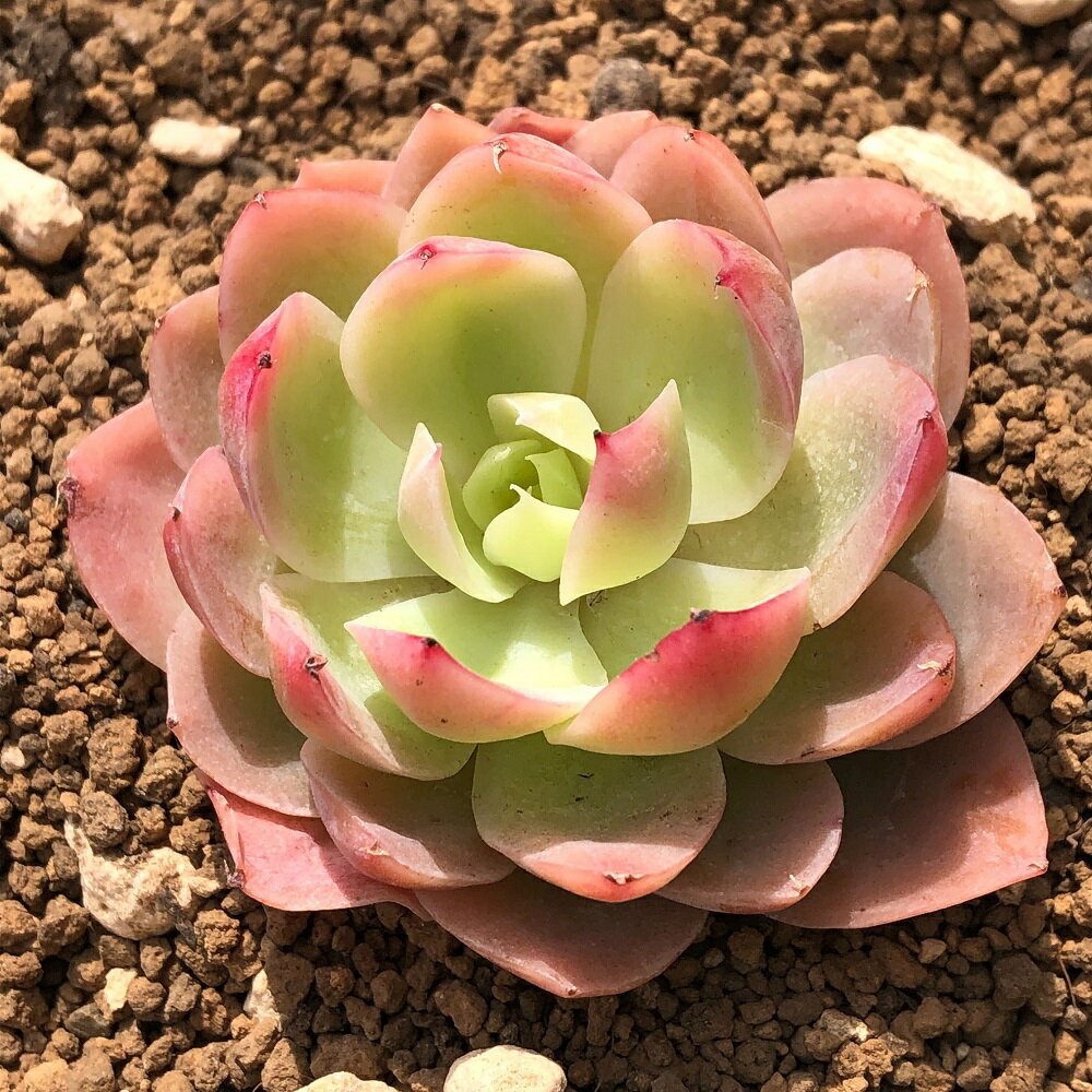 （観葉植物）カット苗　韓国苗　エケベリア　シルクヴェール（1株）　発根管理中【HLS_DU】のサムネイル