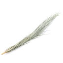 (観葉植物)エアープランツ チランジア トメキー Lサイズ(1株)