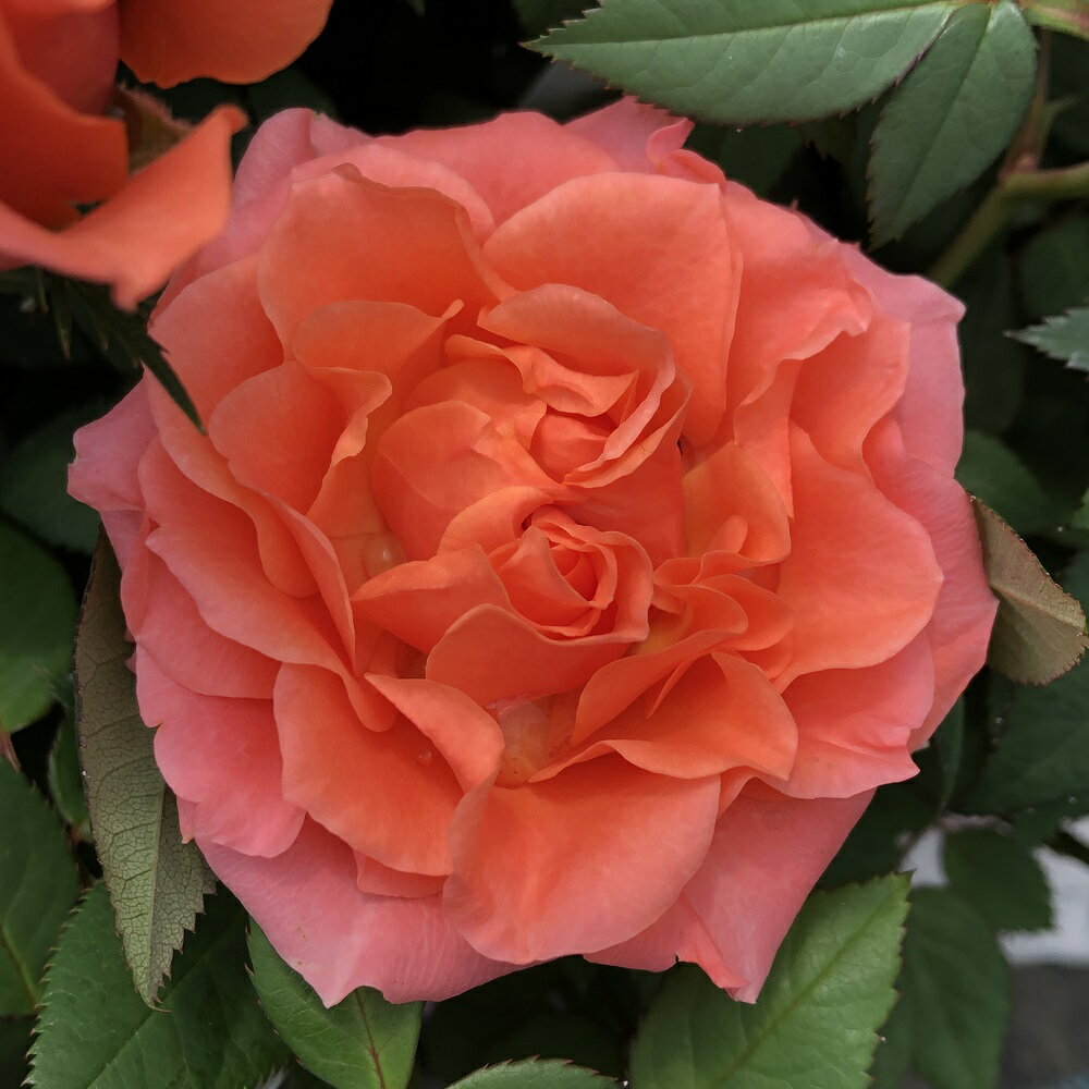 （観葉植物）ミニバラ　アロハ2011　コルダナ　3．5号（1ポット）のサムネイル