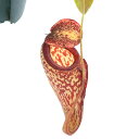 （食虫植物）ウツボカズラ ネペンテス レディーポーライン 2．5～3号（1鉢）【HLS_DU】
