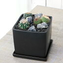(観葉植物)おまかせプチサボテン 自生地風レイアウト 陶器鉢植え マットブラック塗装鉢(1鉢)受け皿付き 溶岩砂 裂渓石