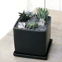 (多肉植物)おまかせハオルチア 自生地風レイアウト 陶器鉢植え マットブラック塗装鉢(1鉢)受け皿付き 溶岩砂 裂渓石