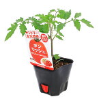 （観葉植物）サントリー　野菜苗　トマト　ボンリッシュ　3号（1ポット）　家庭菜園【HLS_DU】