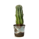 (多肉植物)一点物 ユーフォルビア ホリダ 信楽焼鉢植え 3号(1鉢)(347682)
