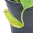 （食虫植物）ウツボカズラ　ネペンテス　マキシマ　2．5～3号（1ポット）【HLS
