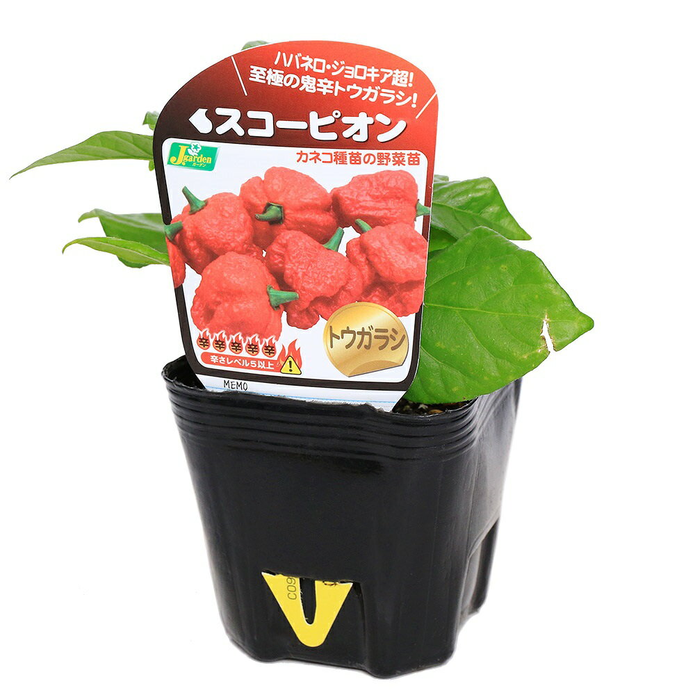 《終売》（観葉植物）野菜苗　トウガラシ　ハバネロ　スコーピオン　3号（1ポット）　家庭菜園【HLS_DU】