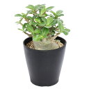 (観葉植物)一点物 アデニウム グリーンワイルドボア 5号(1鉢)(347875)
