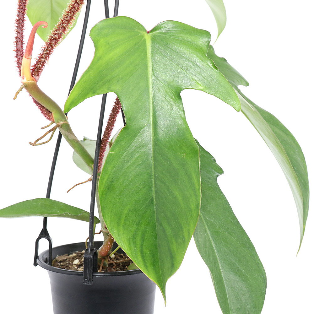 （観葉植物）フィロデンドロン　スクアミフェルム　3．5〜4号（1鉢）　吊り鉢タイプのサムネイル