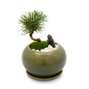 (山野草)苔盆栽 クロマツ(黒松) アステア ボウル グリーン(1鉢)鉢植え植物 インテリア おしゃれ 和風