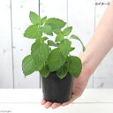 (観葉植物)ハーブ苗 ミント ニホンハッカ ほくと 3号(3ポット) 家庭菜園