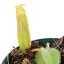 （食虫植物）ウツボカズラ　ネペンテス　チャニアナ×ビーチ　2．5～3号（1ポット）