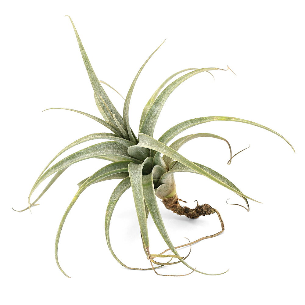 （観葉植物）エアープランツ チランジア ムロルム（1株）