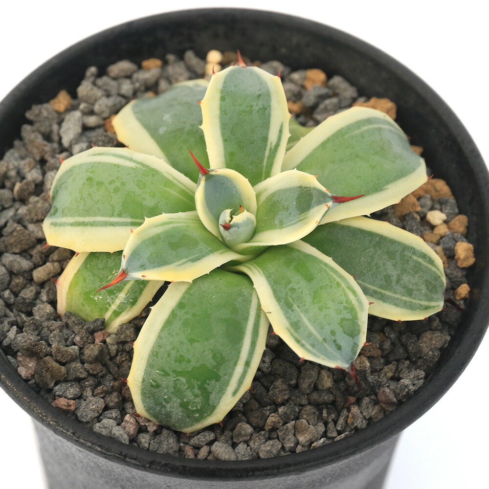 （観葉植物）一点物　アガベ　クリームスパイク（348489）3．5号（1鉢）沖縄別途送料【HLS_DU】のサムネイル