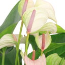 (観葉植物)アンスリウム ジョリパルス 6号(1鉢)