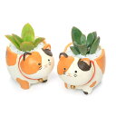 (観葉植物)おまかせプチ多肉 四つ足三毛猫(1鉢) 固まる砂