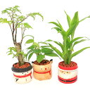 (観葉植物)おまかせミニ観葉 クリスマス 鉢色おまかせ(1鉢)セラミス 鉢植え おしゃれ 室内 プレゼント