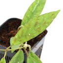 (観葉植物)ホヤ スコルテキニー ピンク 3号(1鉢)