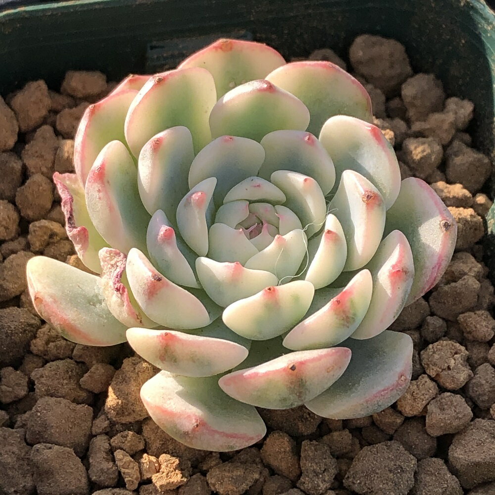 （観葉植物）カット苗　韓国苗　エケベリア　ホワイトミニマ錦（1株）　発根管理中【HLS_DU】のサムネイル