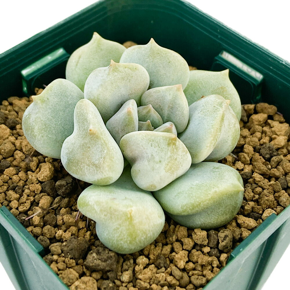 （観葉植物）カット苗　韓国苗　エケベリア　スーパーミルク（1株）　発根管理中【HLS_DU】のサムネイル