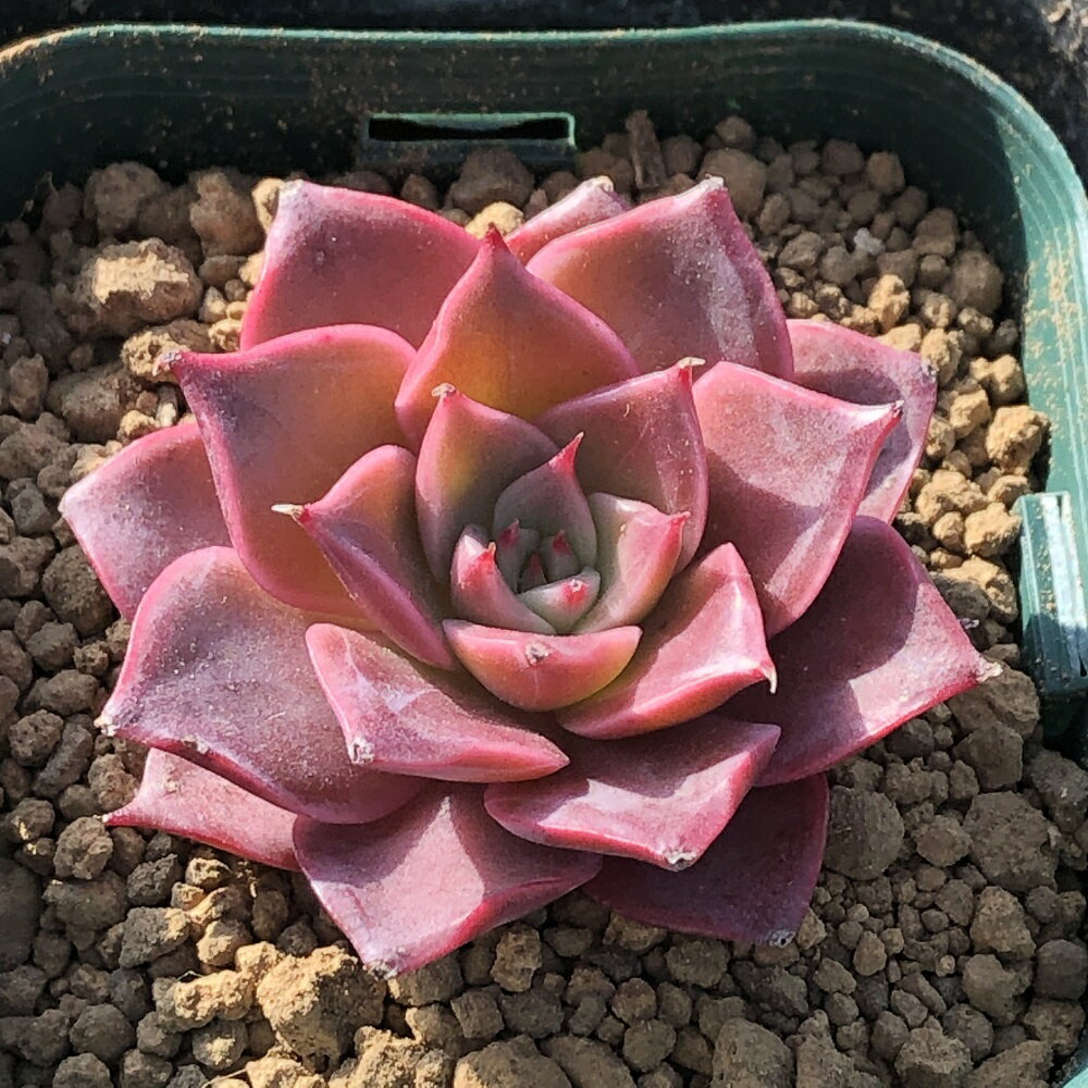 （観葉植物）カット苗　韓国苗　エケベリア　ミア（1株）　発根管理中【HLS_DU】のサムネイル