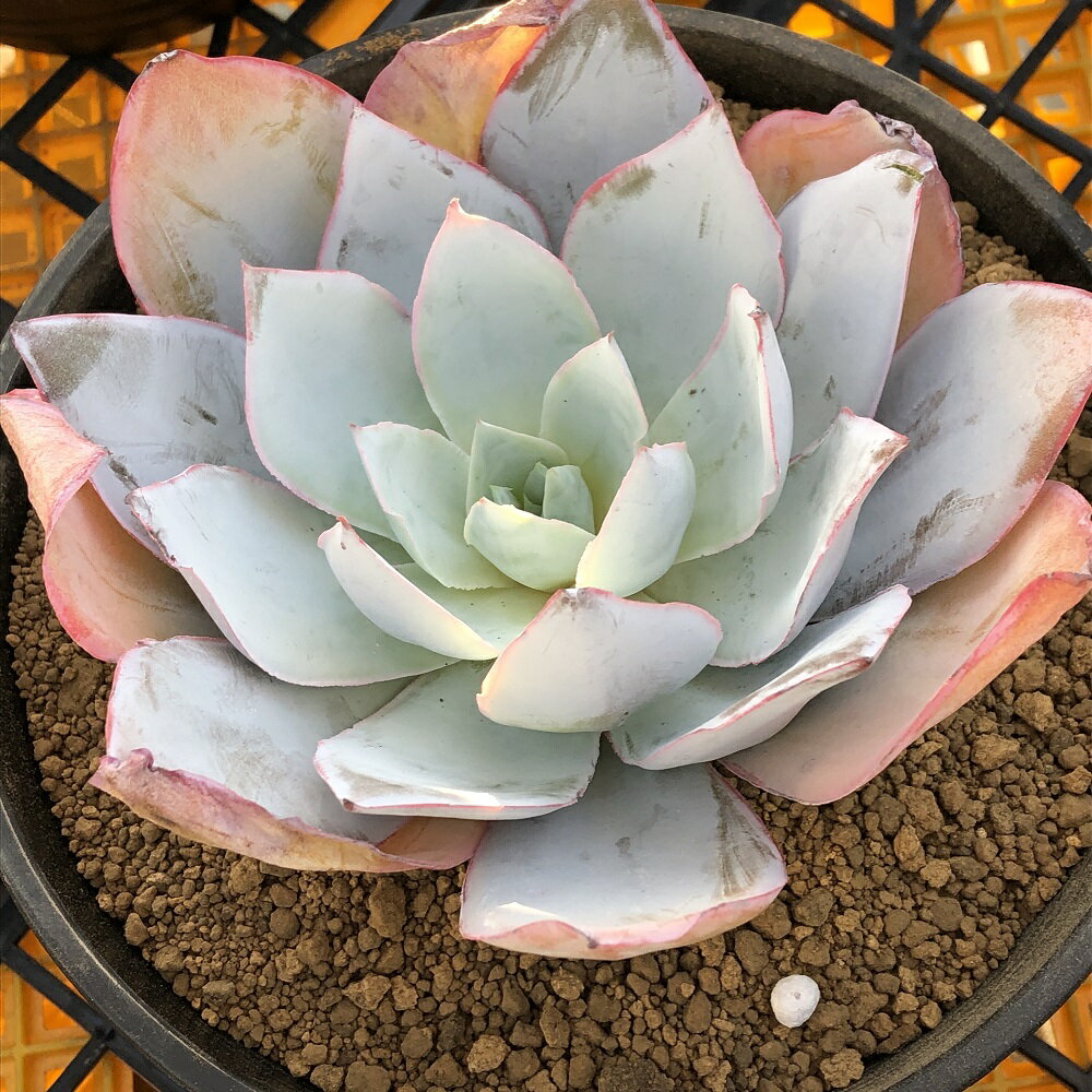 （観葉植物）カット苗　韓国苗　エケベリア　カンテ（1株）　発根管理中【HLS_DU】のサムネイル