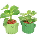 (観葉植物)おまかせミニ観葉 サボテン(1鉢)セラミス 鉢植え おしゃれ 室内 プレゼント