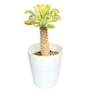 (観葉植物)一点物 ユーフォルビア ポイゾニー錦 5号(1鉢)(349216)