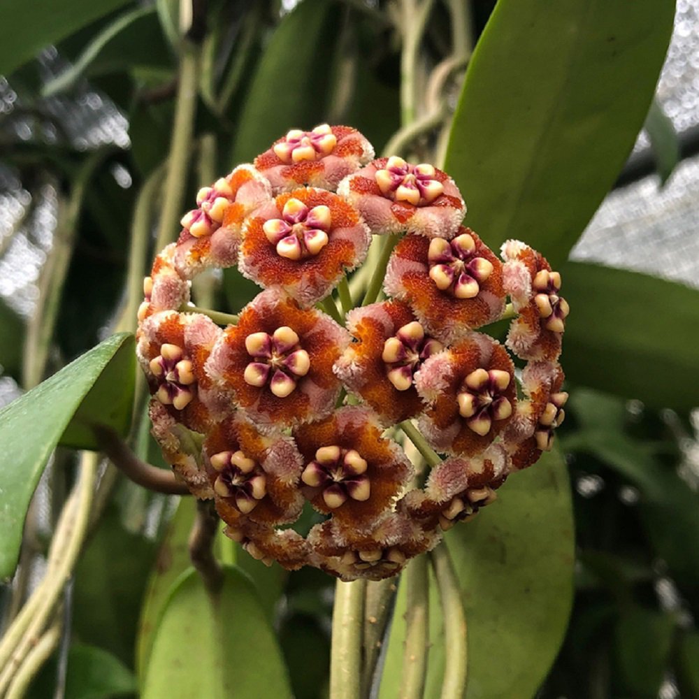 （観葉植物）ホヤ　メリフルア　3号（1鉢）のサムネイル