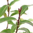 (山野草)ヤナギ クロネコヤナギ 3号(1ポット)