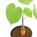 (観葉植物)プセウドボンバックス エリプチクム 3号(1鉢) コーデックス