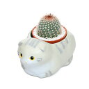 (観葉植物)おまかせプチサボテン くつろぎ猫 スコティッシュフォールド グレー(1セット) 多肉植物 おしゃれ プレゼント