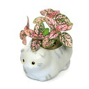 (観葉植物)おまかせミニ観葉 くつろぎ猫 スコティッシュフォールド グレー(1セット) 鉢植え おしゃれ 室内 プレゼント