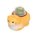 (観葉植物)おまかせプチサボテン くつろぎ猫 スコティッシュフォールド イエロー(1セット) 多肉植物 おしゃれ プレゼント