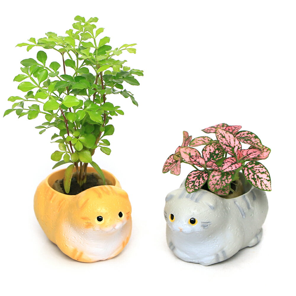 （観葉植物）おまかせミニ観葉　くつろぎ猫　スコティッシュフォールド　グレー＆イエロー（1セット）　鉢植え　おしゃれ　室内　プレゼント【HLS_DU】