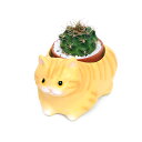 (観葉植物)おまかせプチサボテン くつろぎ猫 マンチカン(1セット) 多肉植物 おしゃれ プレゼント