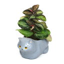 ミニ観葉植物 プチギフト （観葉植物）おまかせミニ観葉　くつろぎ猫　ブリティッシュショートヘア（1セット）　鉢植え　おしゃれ　室内　プレゼント【HLS_DU】
