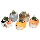 (観葉植物)おまかせプチサボテン くつろぎ猫ちゃん大集合(5鉢セット) 多肉植物 おしゃれ プレゼント