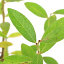 (観葉植物)果樹苗 ブルーベリー ピンクレモネード 5号(1ポット) 家庭菜園 果物 フルーツ