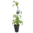 (観葉植物)果樹苗 ブラックベリー(ボイセンベリー) 5号(1ポット) 家庭菜園