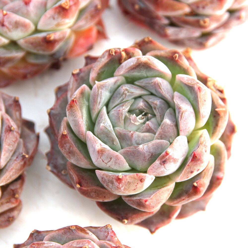 （観葉植物）カット苗　韓国苗　エケベリア　ロザリア（1株）　発根管理中【HLS_DU】のサムネイル