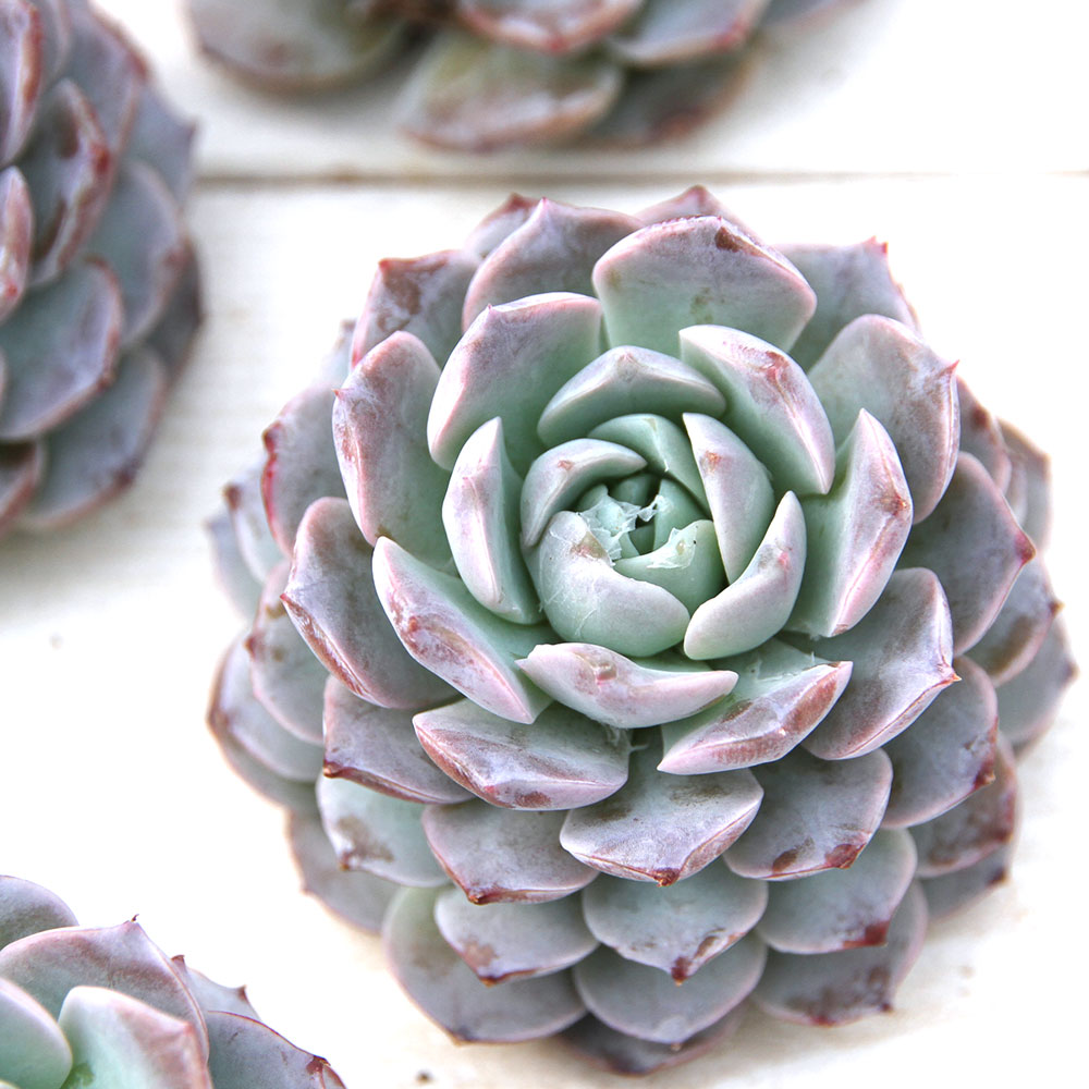 （観葉植物）カット苗　韓国苗　エケベリア　アメイジンググレイス（1株）　発根管理中【HLS_DU】のサムネイル