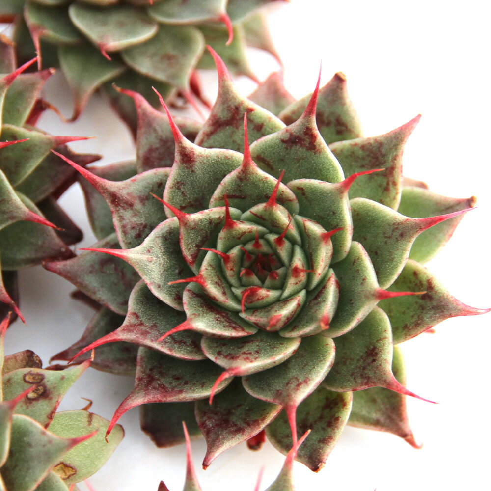 （観葉植物）カット苗　韓国苗　エケベリア　レッドスター（1株）　発根管理中【HLS_DU】のサムネイル