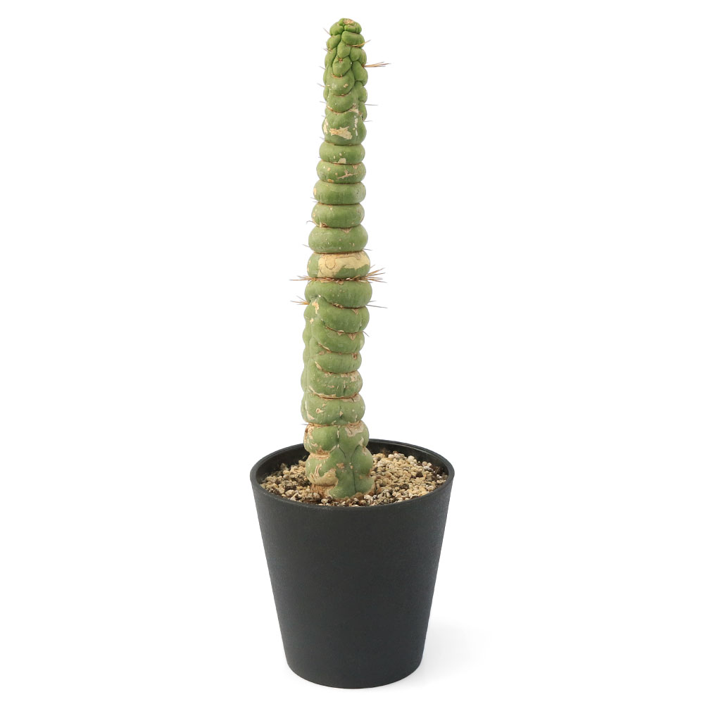 （多肉植物）一点物 サボテン セレウス カスタネア スピラリス 4号（1鉢）（350194）