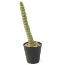 (多肉植物)一点物 サボテン セレウス カスタネア スピラリス 4号(1鉢)(350198)
