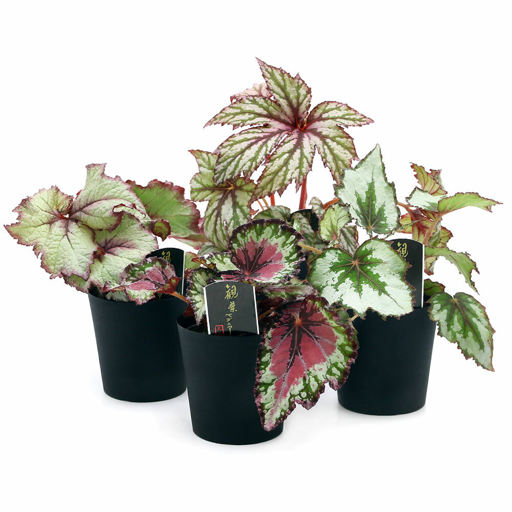 (観葉植物)レックスベゴニア(品種おまかせ) ...の紹介画像2