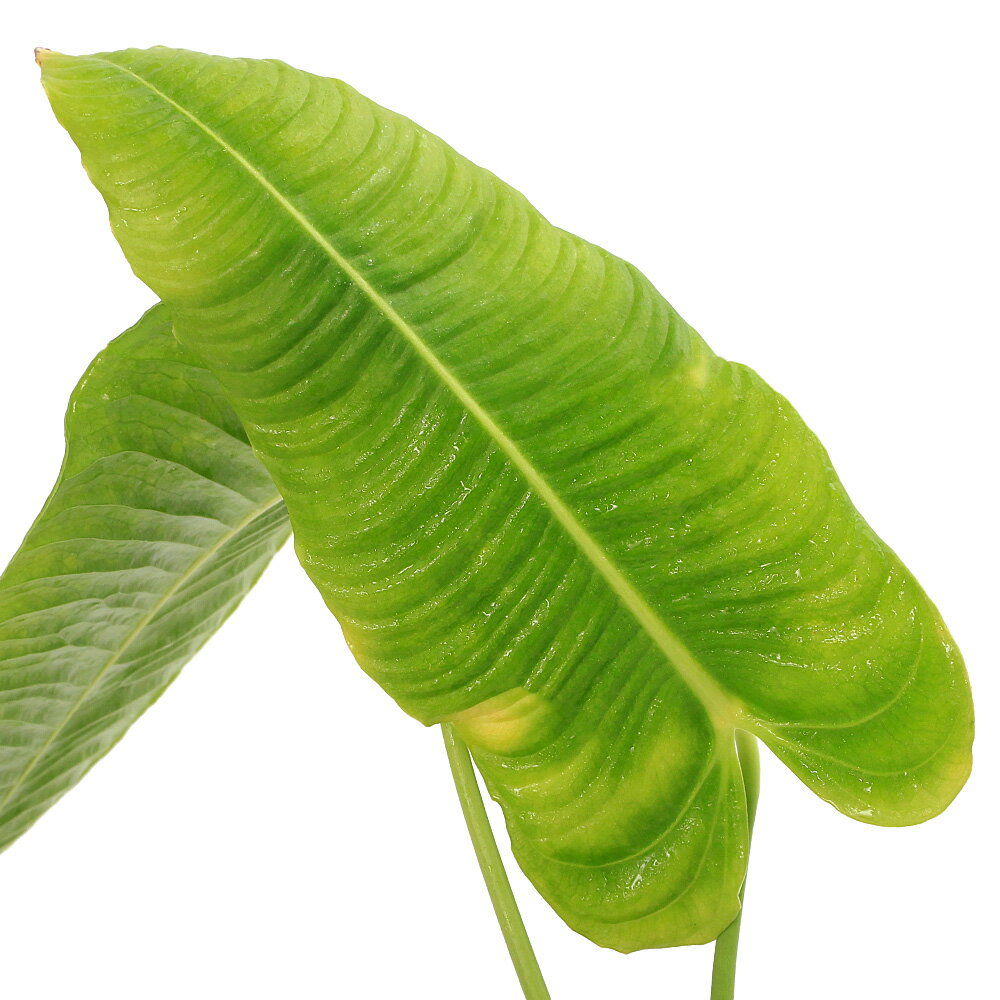 （観葉植物）一点物　原種アンスリウム　ベイチー（350244）のサムネイル