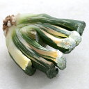 (多肉植物)韓国苗 ハオルチア 玉扇 北斎錦(1株)