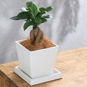 (観葉植物)インテリア ガジュマル 4号 ボタニースクエアポット 受皿付き!ココヤシファイバー 観葉植物 おしゃれ 卓上サイズ