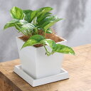 (観葉植物)ポトス グローバルグリーン 4号 ボタニースクエアポット 受皿付き!ココヤシファイバー 観葉植物 おしゃれ 卓上サイズ